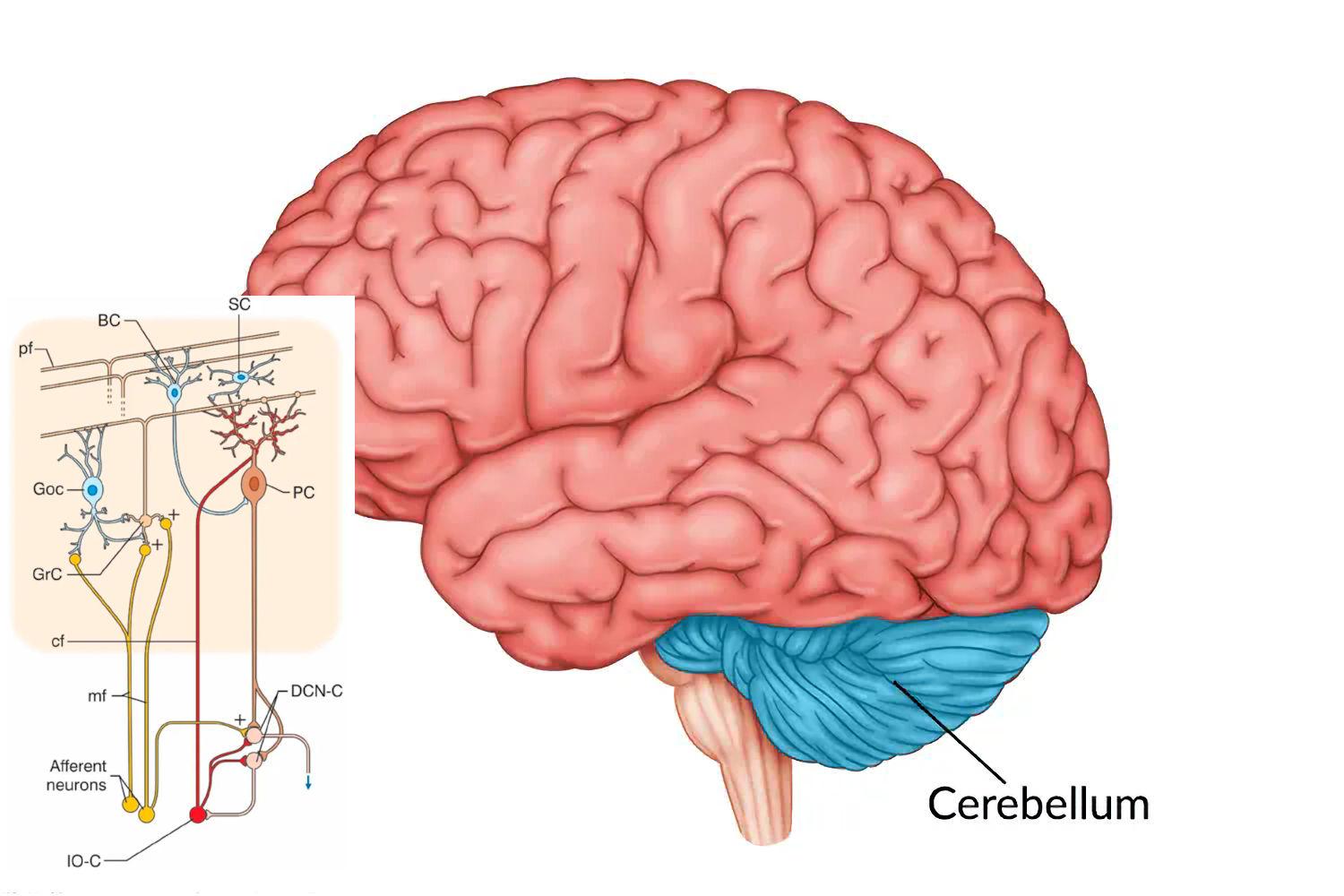 Brain, cerebellum, and sample neurons of the cerebellum