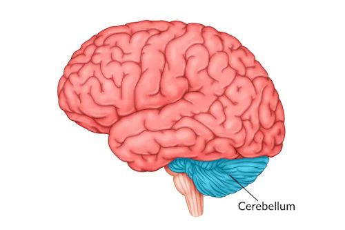 Cerebellum and its position in the brain