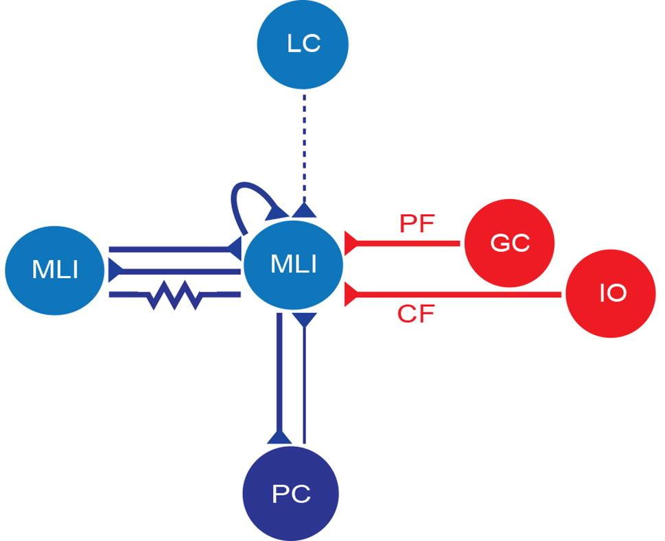 Cerebellum nerve schematic