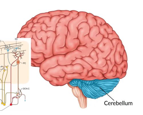 Brain, cerebellum, and sample neurons of the cerebellum