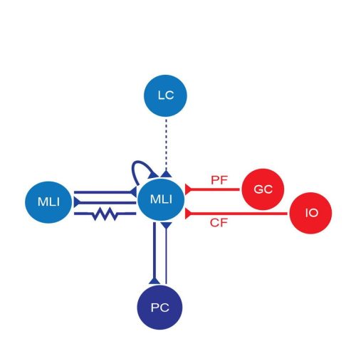 Cerebellum nerve schematic